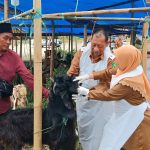 Kepala DKPP Sumenep, Chainur Rasyid, bersama petugas dan pengusaha saat memeriksa hewan kurban di simpang tiga Jl. Bumi Sumekar.