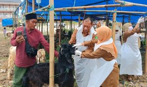 DKPP Sumenep Kepala DKPP Sumenep, Chainur Rasyid, bersama petugas dan pengusaha saat memeriksa hewan kurban di simpang tiga Jl. Bumi Sumekar.
