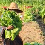 Alokasi DHBCHT Sumenep 2026 menurun sekitar 47 persen dibandingkan tahun 2025.