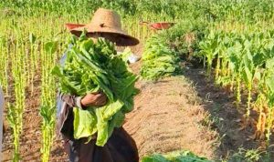 Alokasi DHBCHT Sumenep 2026 menurun sekitar 47 persen dibandingkan tahun 2025.