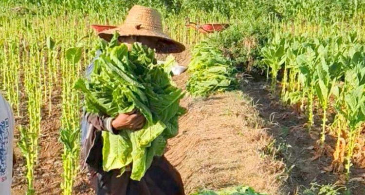 Alokasi DHBCHT Sumenep 2026 menurun sekitar 47 persen dibandingkan tahun 2025.