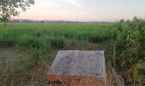 Lahan pembangunan Sekolah Rakyat Sumenep Lahan Milik Pemkab Sumenep yang akan dibangun Sekolah Rakyat di Desa Patean, Batuan, Sumenep.