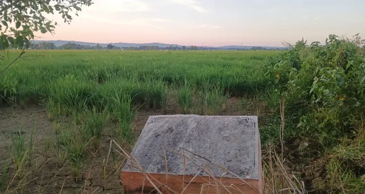 Lahan Milik Pemkab Sumenep yang akan dibangun Sekolah Rakyat di Desa Patean, Batuan, Sumenep.