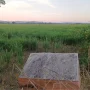 Lahan pembangunan Sekolah Rakyat Sumenep Lahan Milik Pemkab Sumenep yang akan dibangun Sekolah Rakyat di Desa Patean, Batuan, Sumenep.