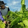 Petani Tembakau Pemkab Sumenep belum tetapkan TIHT 2026.