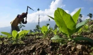 Petani Tembakau DKPP Sumenep : Petani Tembakau