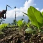 Petani Tembakau DKPP Sumenep : Petani Tembakau