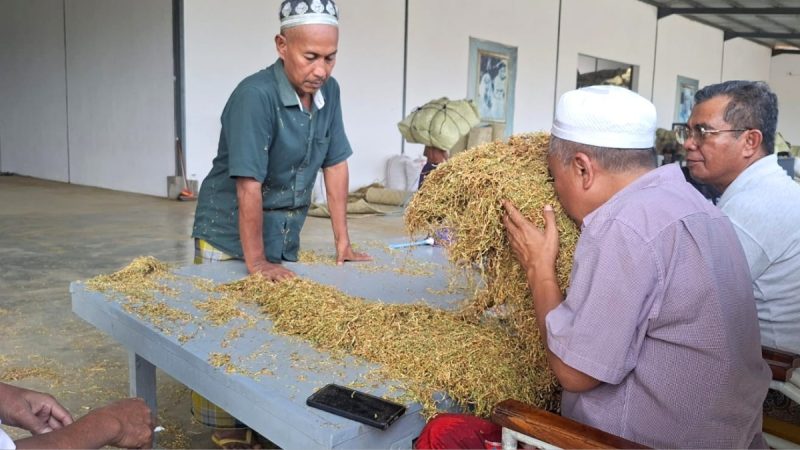 H. Mukmin Beli Tembakau Petani Sumenep Capai 700 Ton, Harga Tertinggi 72 Ribu